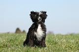 CHIEN NU CHINOIS 151